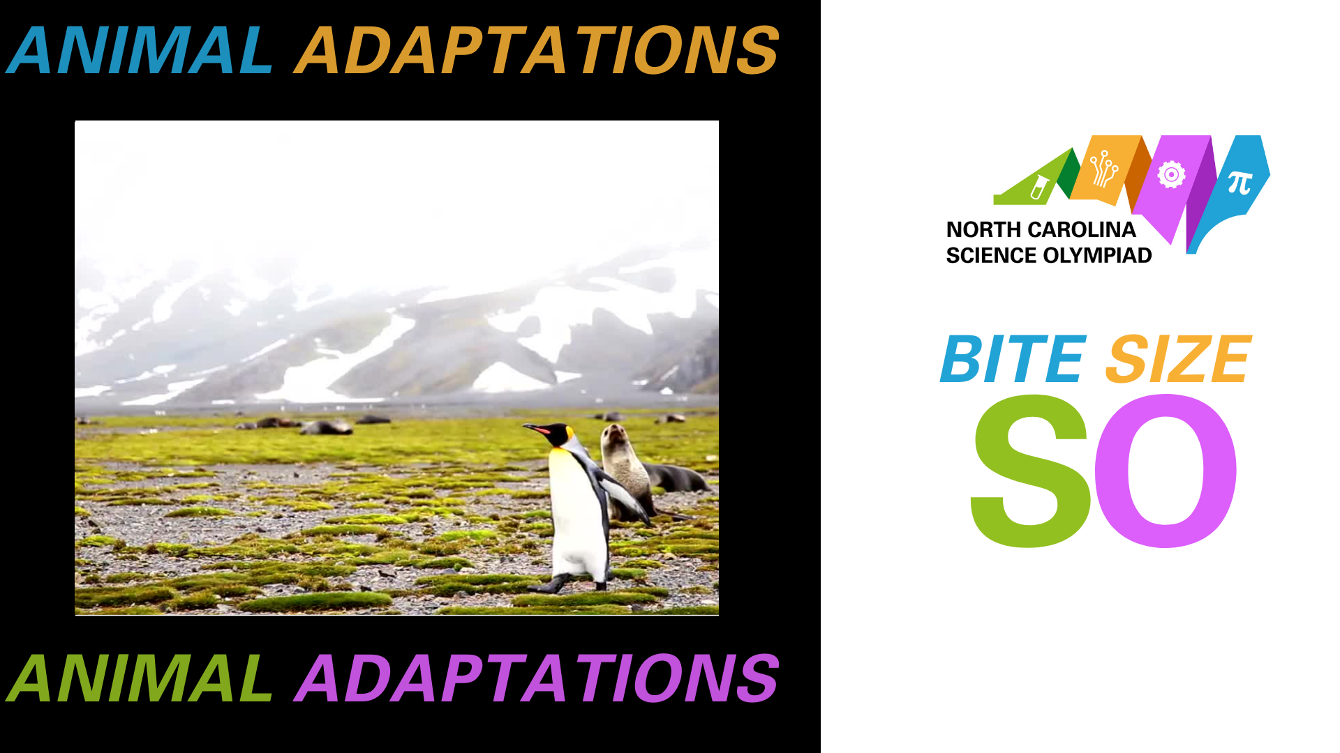 Animal Adaptations | NC Science Olympiad